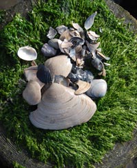 sea shells on log eduWEBReflections I